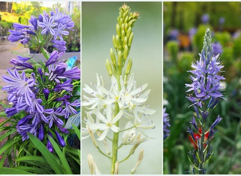 Poszczególne gatunki kamasji różnią się wysokością i wyglądem kwiatów