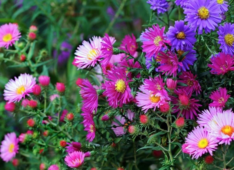 Na długie kwitnienie astrów bylinowych duży wpływ ma odpowiednie nawożenie