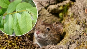 Poznaj skuteczny patent na nornice i spraw, że gryzonie te już więcej nie pojawią się w twoim ogrodzie.