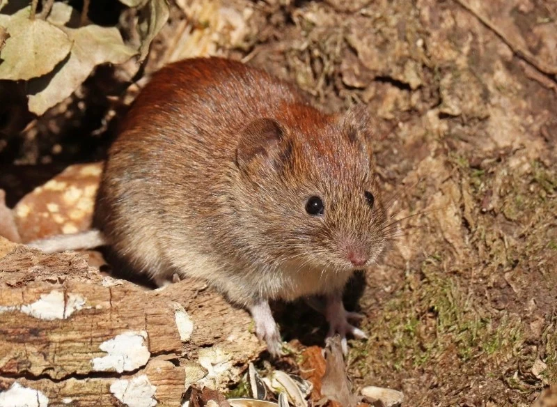Nornice potrafią wyrządzić ogromne szkody w naszym ogrodzie czy działce
