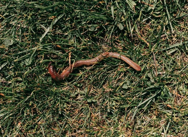 Dżdżownice znalezione na grządkach warto przenosić na kompost