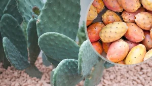 Kto by pomyślał, że jedną z ważniejszych świętych i leczniczych roślin dla Azteków była właśnie opuncja figowa?