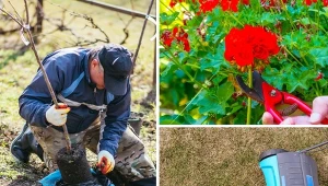 Jakie prace trzeba wykonać w październiku w ogrodzie?