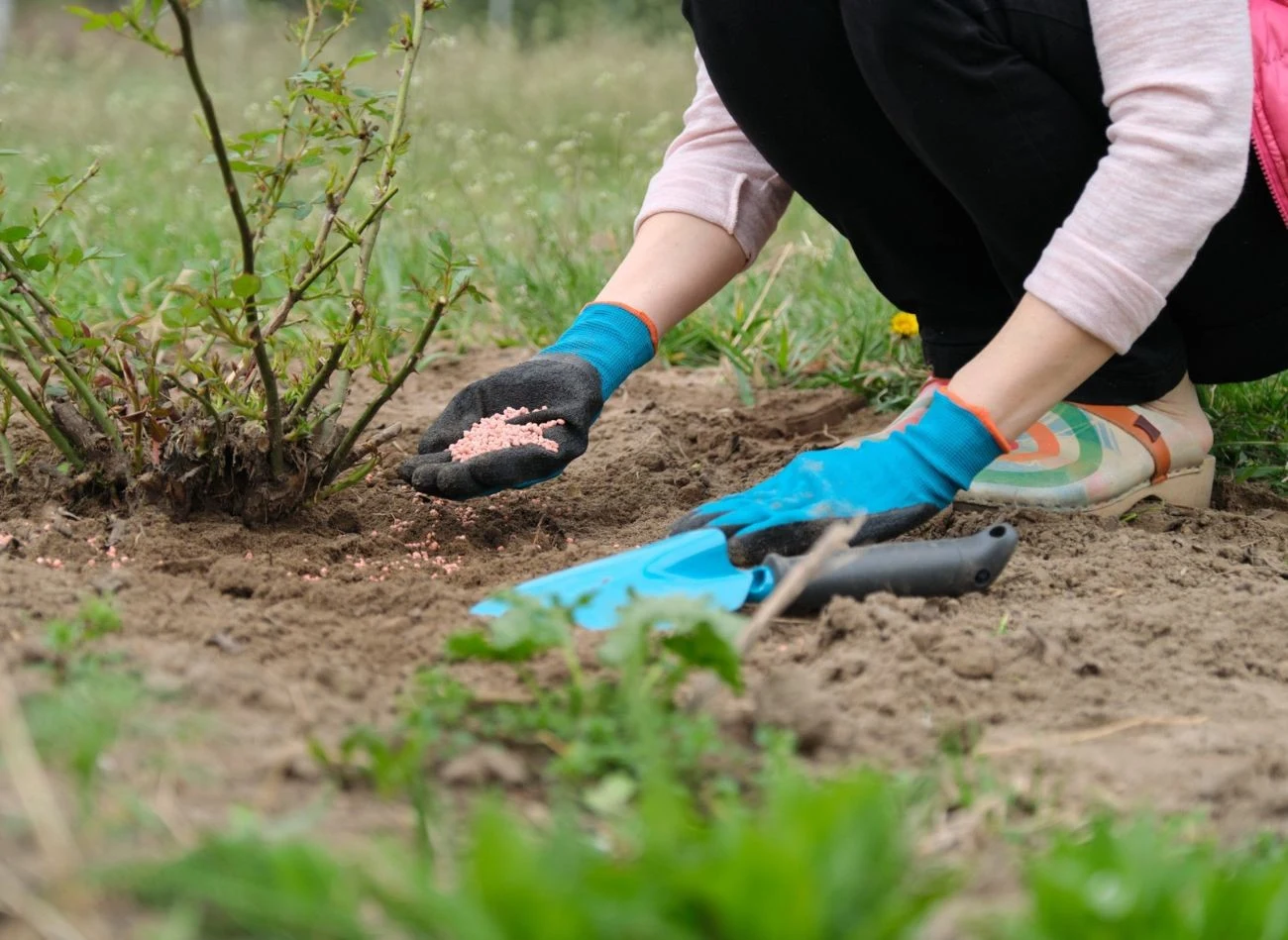 Jesienią nawożenia wymagają nie tylko posadzone rośliny