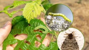 Piędzik przedzimek to szkodnik, którego larwy czynią duże szkody wśród wielu gatunków drzew i krzewów liściastych.