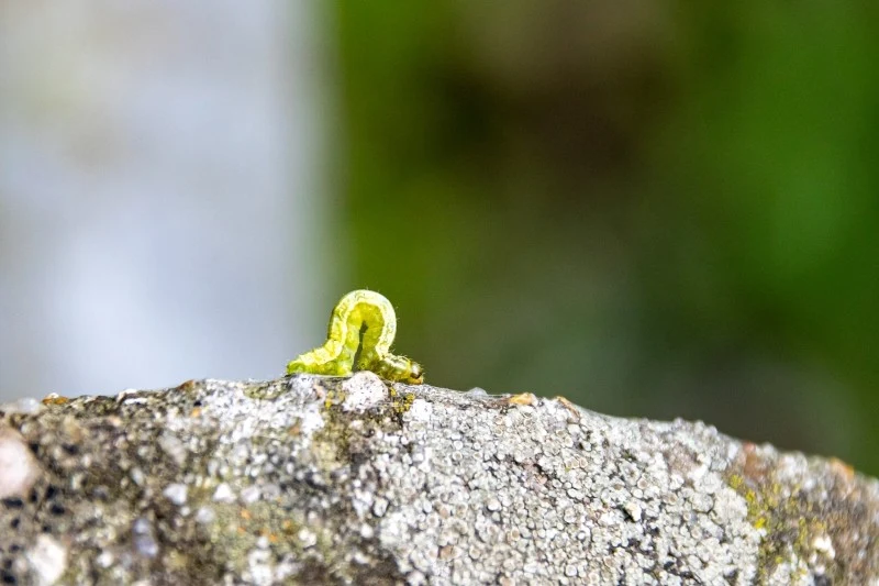 Larwy piędzika przedzimka są bardzo lekkie i łatwo przenoszone przez wiatr