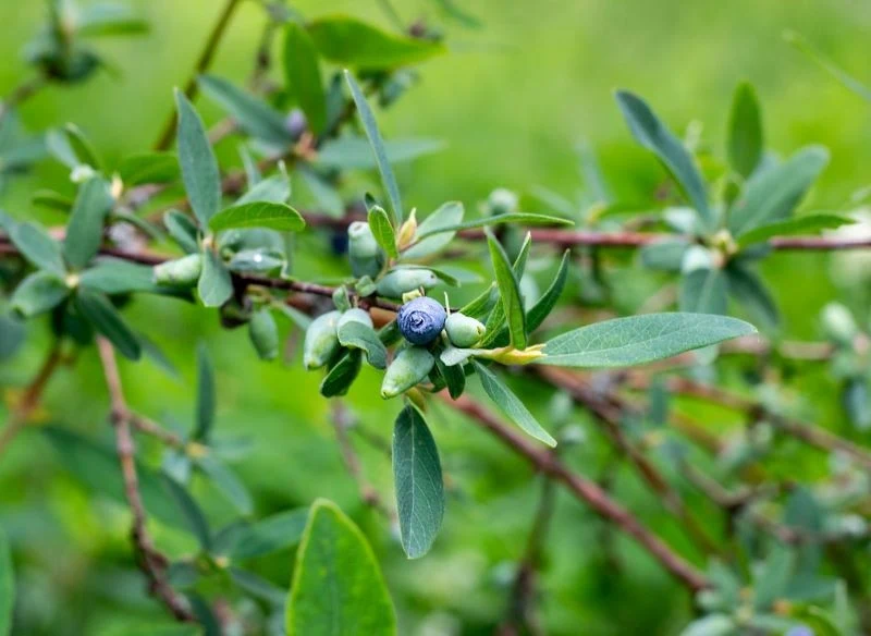 Jagoda kamczacka owocuje znacznie wcześniej niż inne krzewy w ogrodzie