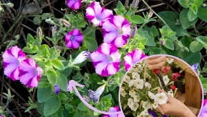 Jak rozmnożyć supertunie, żeby w przyszłym sezonie mieć dużo kwiatów?