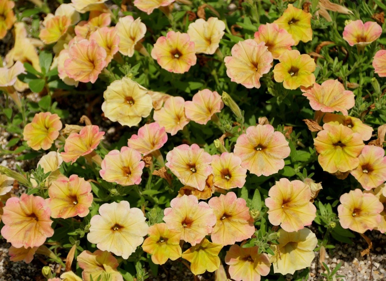 Supertunia jest mniej wymagająca od klasycznych petunii