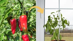 Dowiedz się, co zrobić z krzakami papryki po sezonie. O tym triku mało kto wie.