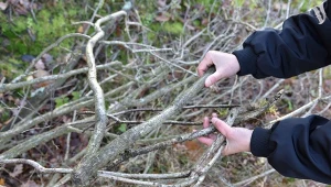Chrust dobrze pali się w piecu. Czy można go zbierać bezkarnie w lesie?/East News