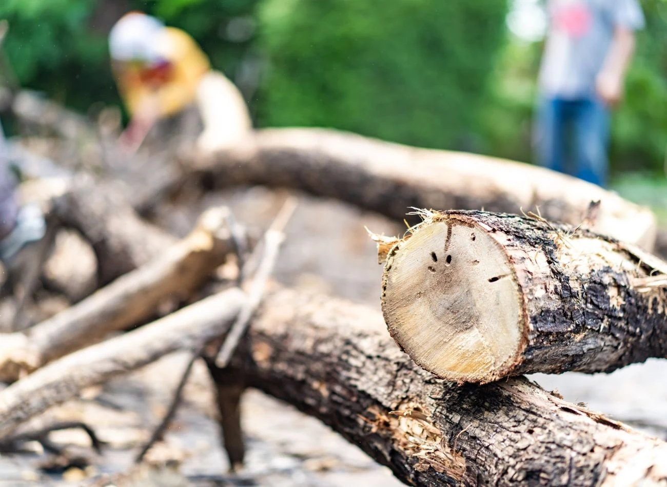 Powalone drzewo jest własnością zarządcy terenu