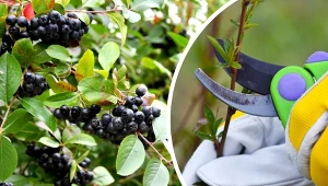 Jak prawidłowo posadzić i pielęgnować aronię jesienią? Oto wszystko, co musisz wiedzieć.