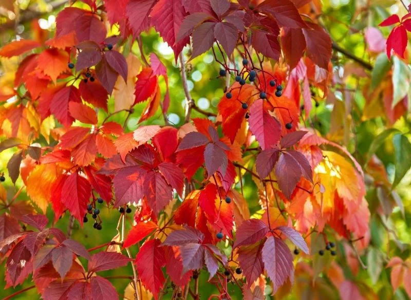 Winobluszcz, choć piękny, w ogrodzie potrafi siać prawdziwe spustoszenie