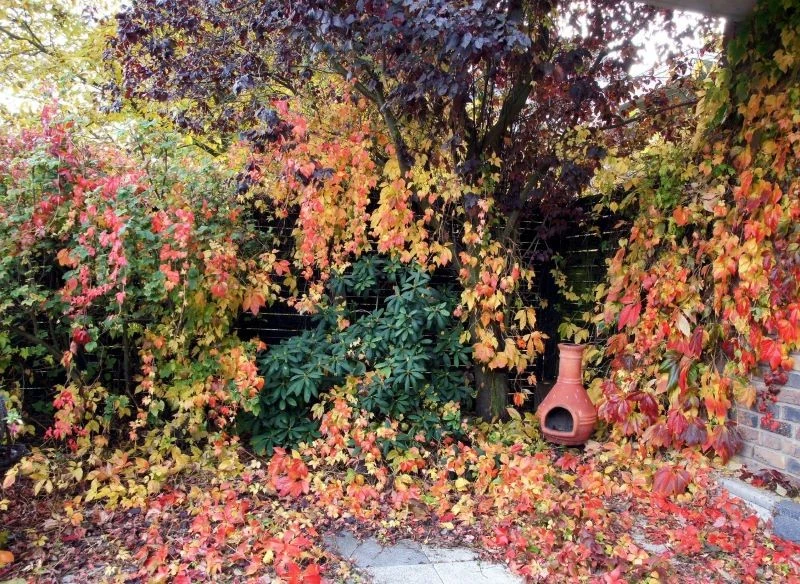 Winobluszcz potrafi w krótkim czasie zdominować rośliny w ogrodzie