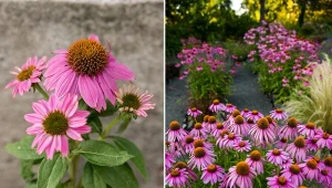 Chcesz mieć ogród pełen cudnych jeżówek? Rozmnażanie tych kwiatów jest dziecinnie proste.