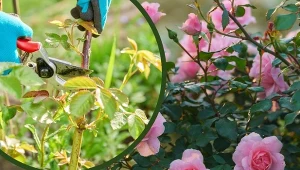 Jak rozmnażać róże? Istnieją sposoby, które nie sprawią trudności nawet początkującym ogrodnikom.