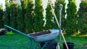 Nawożenie trawnika to jedno z podstawowych zadań pielęgnacyjnych przez zimą.