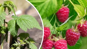 Sprawdź, kiedy i gdzie sadzić maliny jesienne. Zobacz, jak to zrobić krok po kroku.