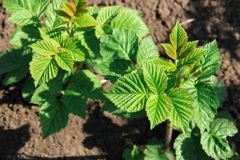 Maliny jesienne są dość łatwe w uprawie, ale trzeba umiejętnie je posadzić