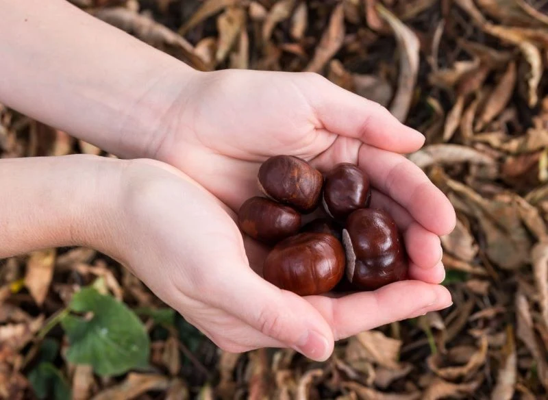 Zebrane kasztany można rozdrobnić i wysuszyć, by móc wykorzystać je po sezonie