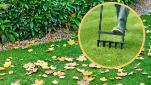 Chcesz, aby twoja murawa przetrwała zimę w dobrej kondycji? Jesienią nie pomijaj aeracji trawnika.