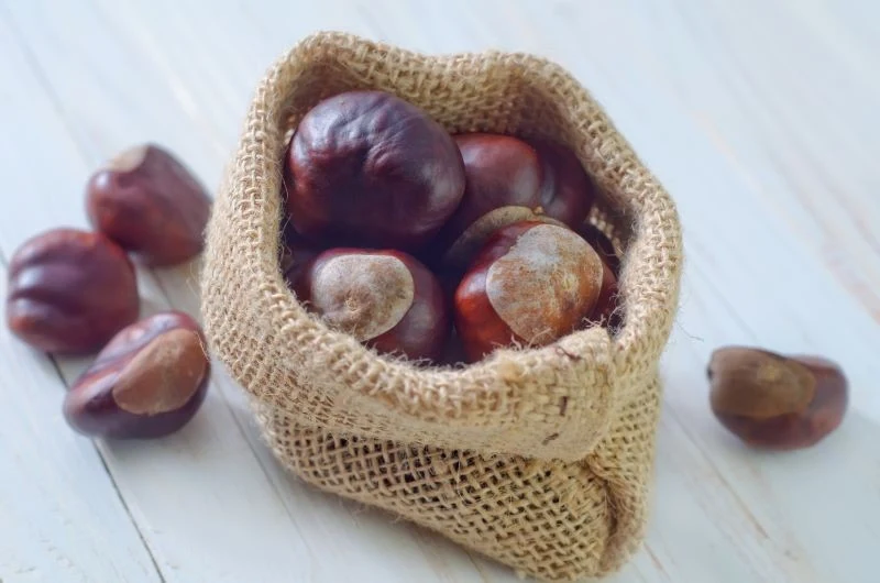 Kasztany mają wiele ciekawych zastosowań, co może zaskakiwać