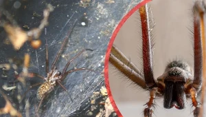 Kątnik to największy, jak dotąd pająk spotykany w naszych domach.