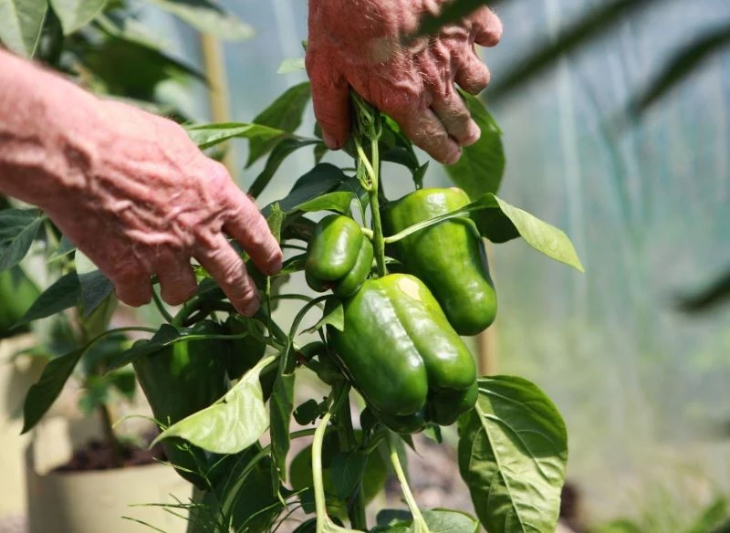 Jesienne ogławianie papryki sprawi, że wszystkie owoce na krzaczki dojrzeją przed końcem sezonu