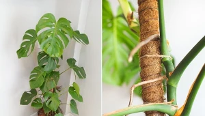 Korzeni powietrznych monstery nie wolno obcinać, zatem co można z nimi zrobić?