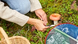 W tych miejscach zbieranie grzybów jest zabronione. Złamanie zakazów może słono kosztować.