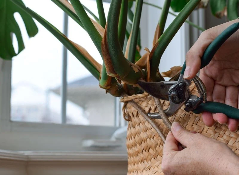 Obcinanie korzeni powietrznych monstery osłabia roślinę, dlatego lepiej tego nie robić