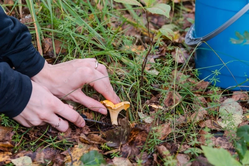 Wybierasz się na grzybobranie