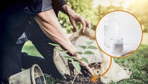 Co to jest pH gleby i jak je zmienić? Zakwaszanie i odkwaszanie gleby domowymi sposobami