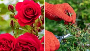 Sprawdź, jak przycinać róże jesienią, aby w następnym sezonie obsypały się kwiatami.