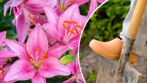 Lilie ogrodowe to efektowne kwiaty, które trzeba co jakiś czas przesadzać w inne miejsce.