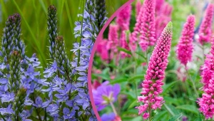 Jakie przetaczniki uprawiać w ogrodzie? Mamy do wyboru całą masę pięknych gatunków!