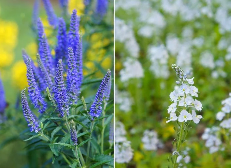 Z lewej widzimy przetacznik kłosowy, z prawej zaś – goryczkowy