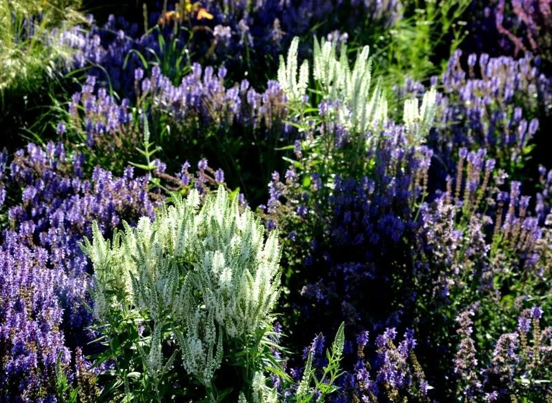 Z przetaczników możemy stworzyć piękne kompozycje w ogrodzie