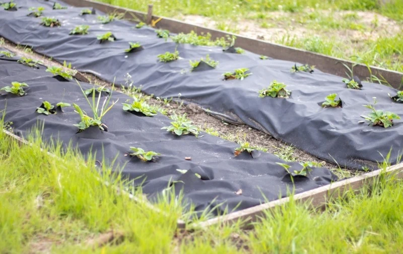 Ściółkowanie to przykrywanie wierzchniej warstwy gleby warstwą materiału organicznego lub nieorganicznego