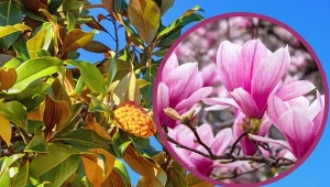 Nie chcesz wydawać pieniędzy na sadzonki? Rozmnóż magnolię samodzielnie.