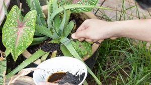 Nawóz z kawy może być dobrym preparatem do odżywiania roślin. Warto jednak pamiętać, że nie wszystkie gatunki lubią kwaśne pH.