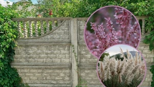 Rabata przy ogrodzeniu betonowym wymaga starannego przygotowania. Co na niej posadzić?