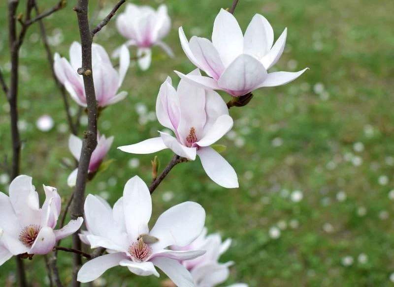 Rozmnażanie magnolii przez odkłady najlepiej zaplanować na jesień