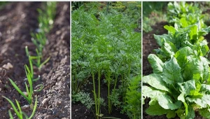 Warzywa zimujące w gruncie są gotowe do zbioru dużo wcześniej niż te, które sadzimy lub wysiewamy wiosną.