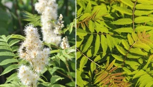 Uprawa tawliny jest dość prosta. Roślina ta nie ma zbyt dużych wymagań.