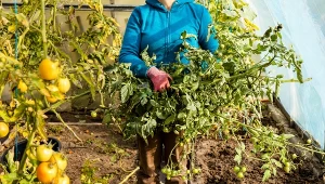 Co zrobić z krzakami pomidorów, gdy przestaną owocować? Sprawdź.