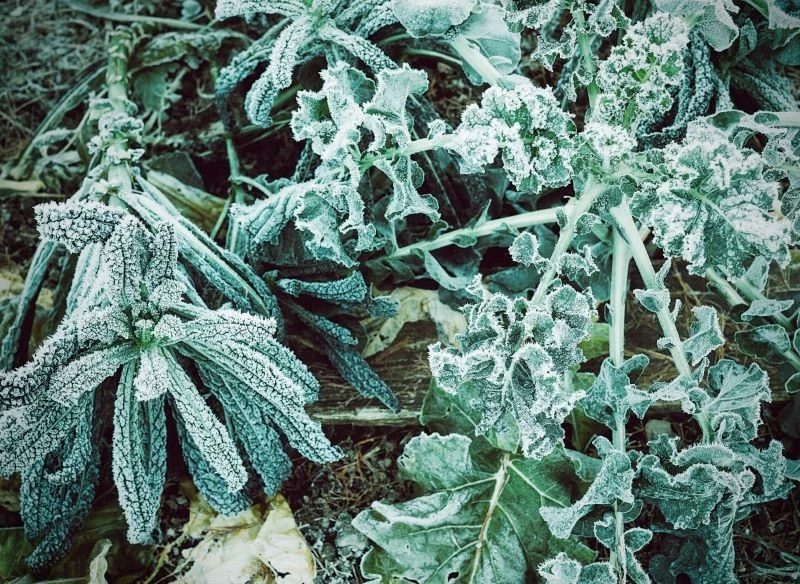 Stanowisko pod uprawę warzyw ozimych musi zostać odpowiednio przygotowane