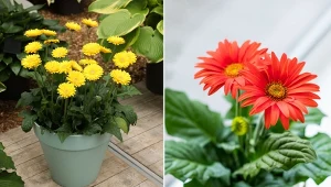 Dowiedz się, jak uprawiać i pielęgnować gerbery w doniczce.