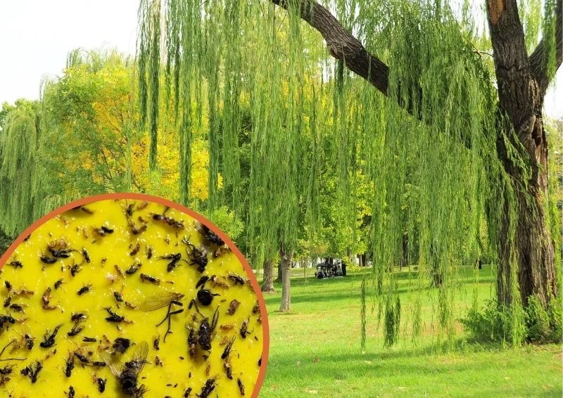 Użycie pułapek lepowych może pomóc w walce ze szkodnikami.